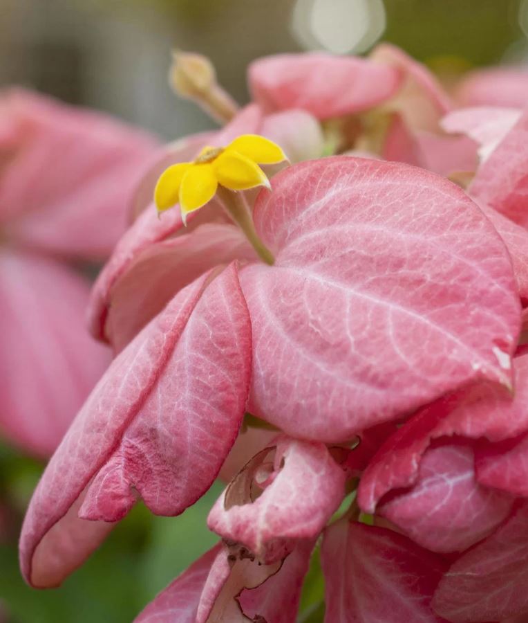 Hoa của cây Bướm Hồng